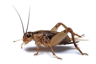           cricket