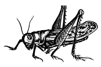           cricket4