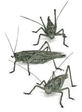           crickets1