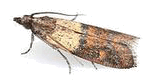           moth1