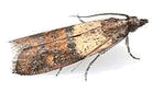           moth2
