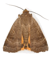           moth3
