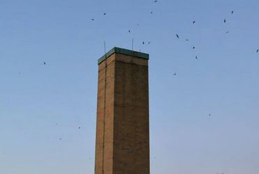           swifts1
