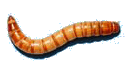           worm1