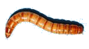           worm2