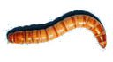           worm3